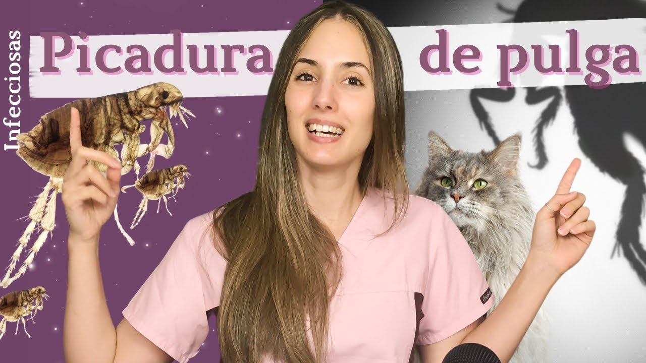 Dermatitis alérgica por picadura de pulga (DAPP)  |  ¿Por qué se produce?
