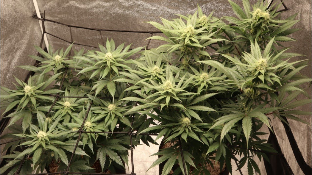 Indoor Grow Series Pt9