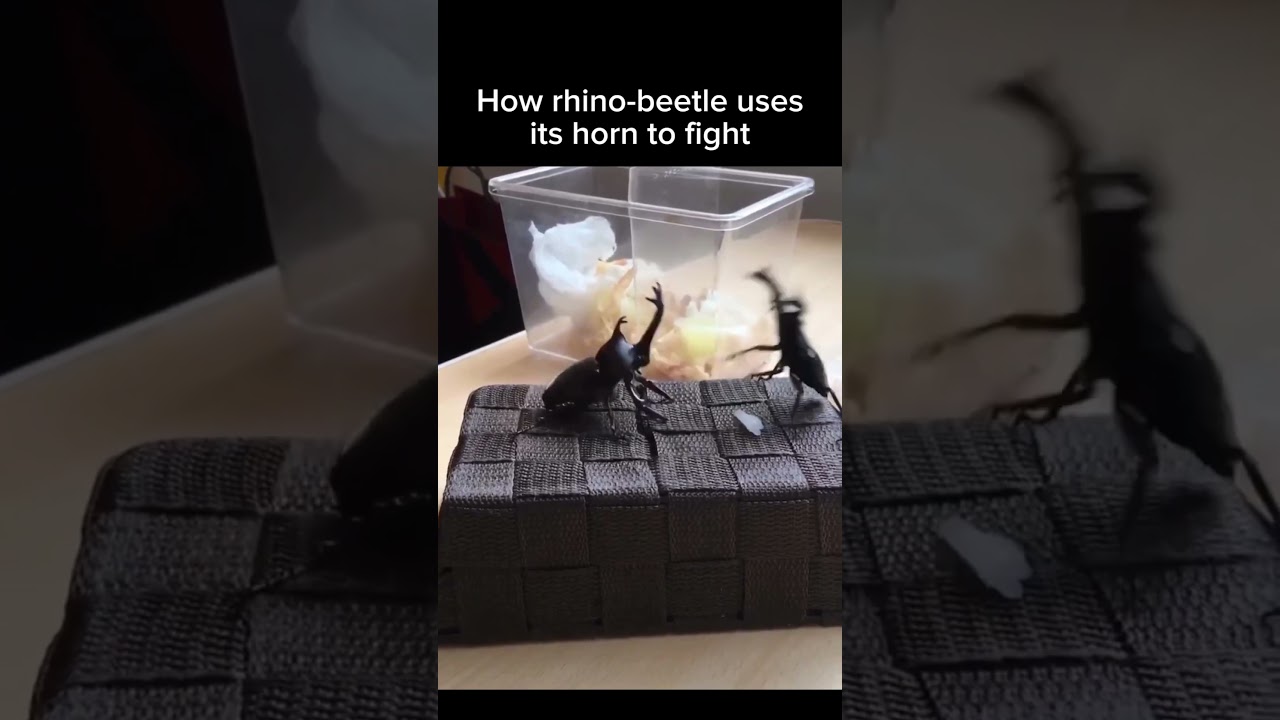 Rhino-beetle