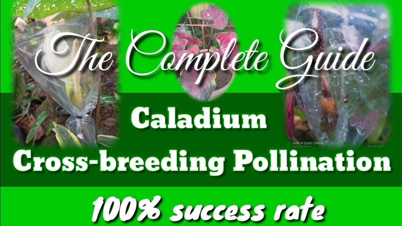 How to HYBRIDIZE caladium? (The Complete Guide) | Sir Xian Vlog