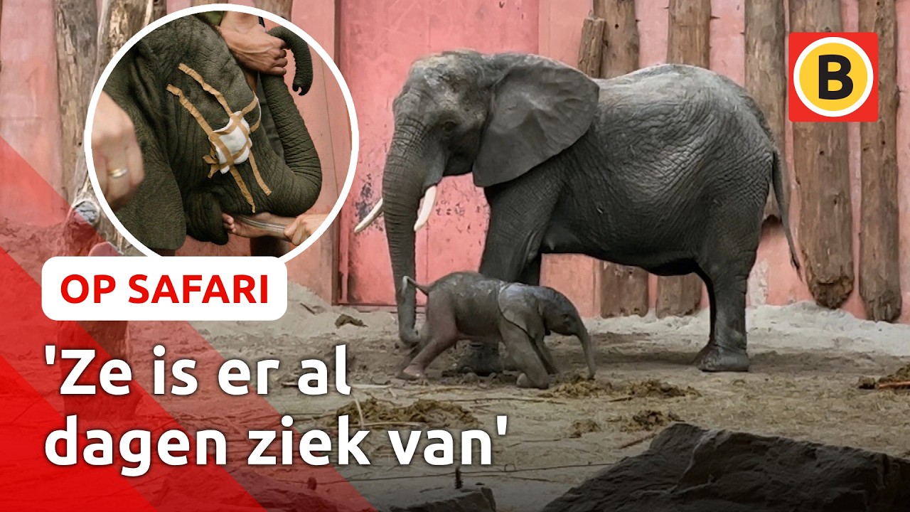 Olifantje zit letterlijk verstopt 🐘 | Op Safari #3