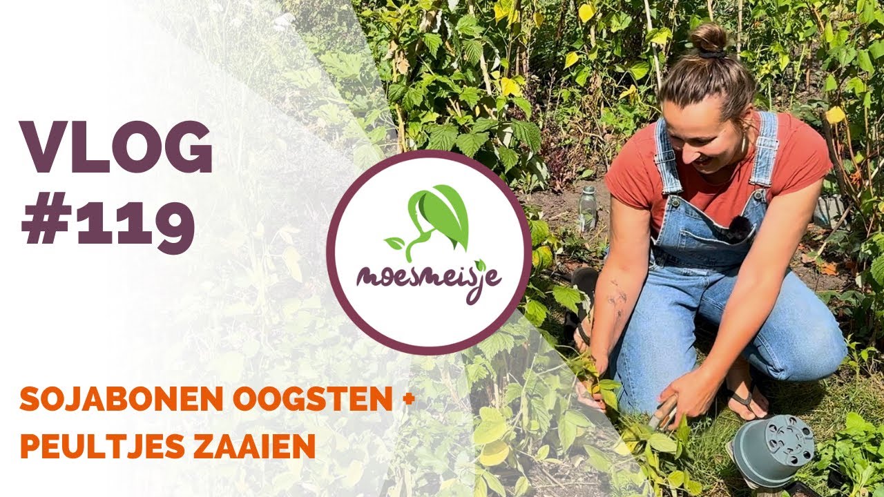 MOESTUINVLOG #119 | Sojabonen oogsten en peultjes zaaien in augustus | Zaaitips voor september 🫛🌱