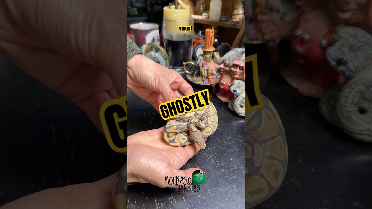 Эта змея выглядит как призрак! #molinarosnakelab #ghost #ballpython #royalpython #snakebreeder #s...