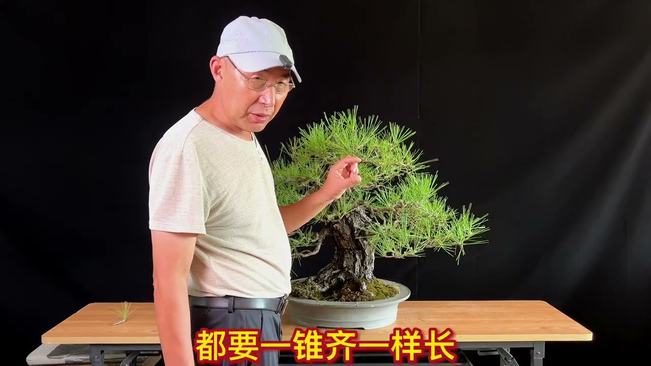 黑松短针后如何疏芽？如何调芽？#盆景 #黑松盆景 #盆景制作