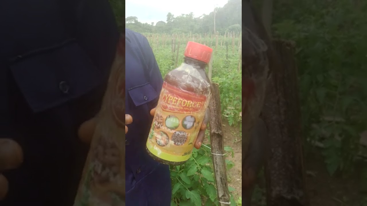 Insecticide for tomato plants