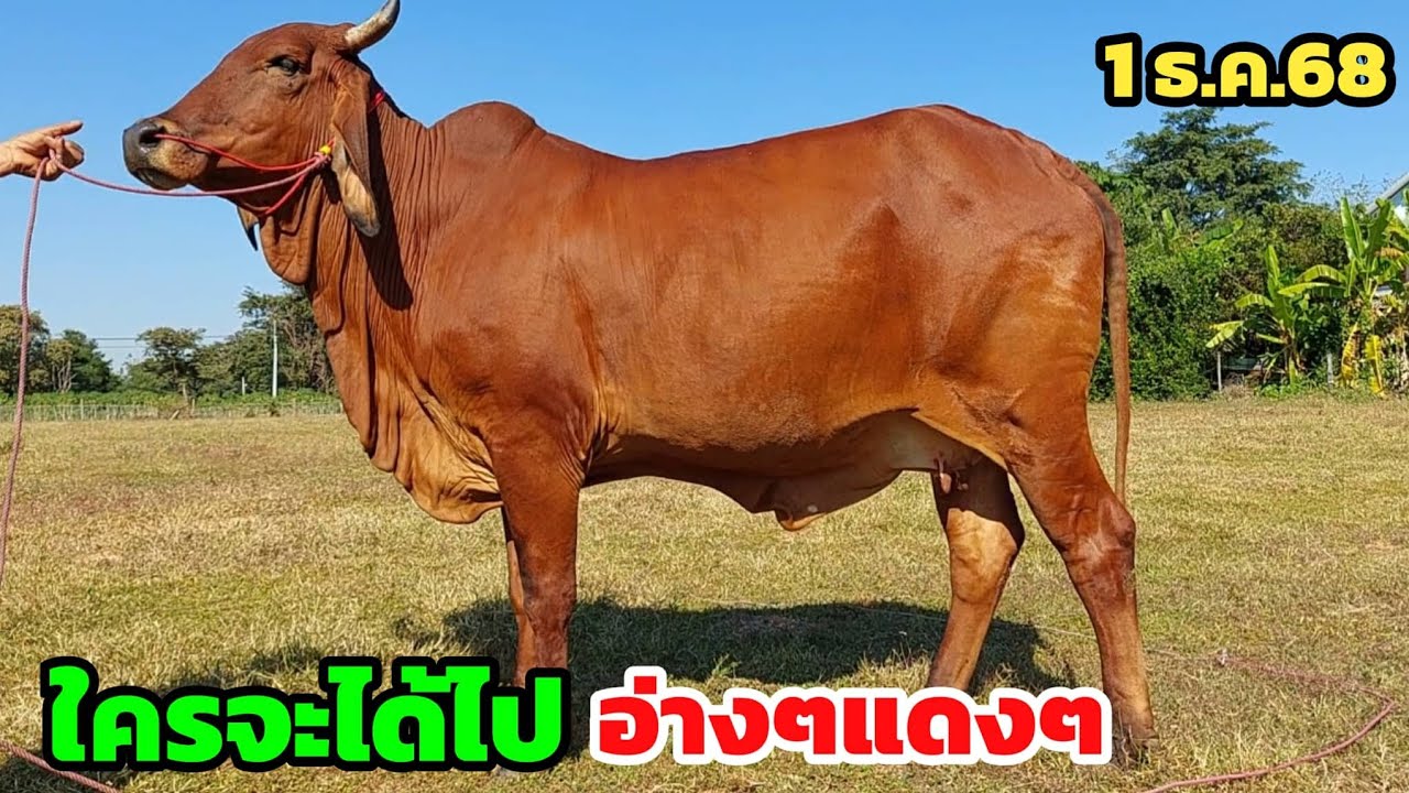 เจอทีเด็ดวัวท้อง แดงจนแสบตา อ่างๆ แม่ลูกโล้นธรรมชาติอย่างสวย คอกพ่อวิเชียร อ.นาเชือก 1 ธ.ค.68
