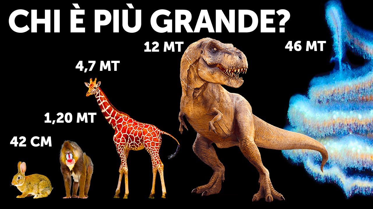 Gli Animali a Confronto per Dimensioni (le balene non sono i più grandi!)