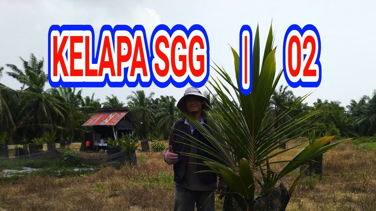 Kelapa SGG@4 | 02 Permulaan Mencemaskan (coconut@4 | 02 a worrying start)