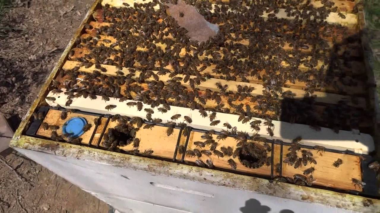 Cloake Board Queen Rearing