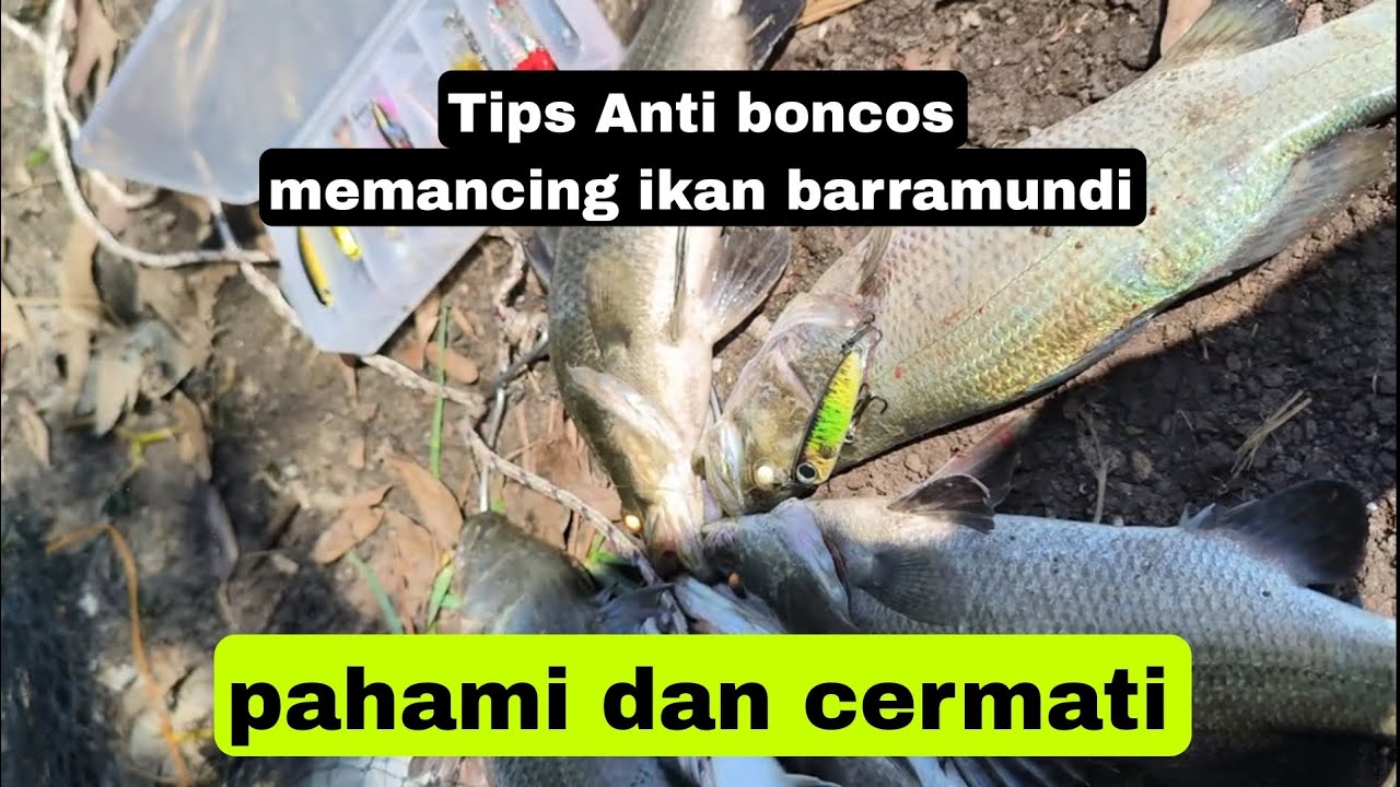 UMPAN & TEKNIK JITU MANCING IKAN BARRAMUNDI / KAKAP PUTIH! BARRAMUNDI FISHING TECHNIQUE! 4K