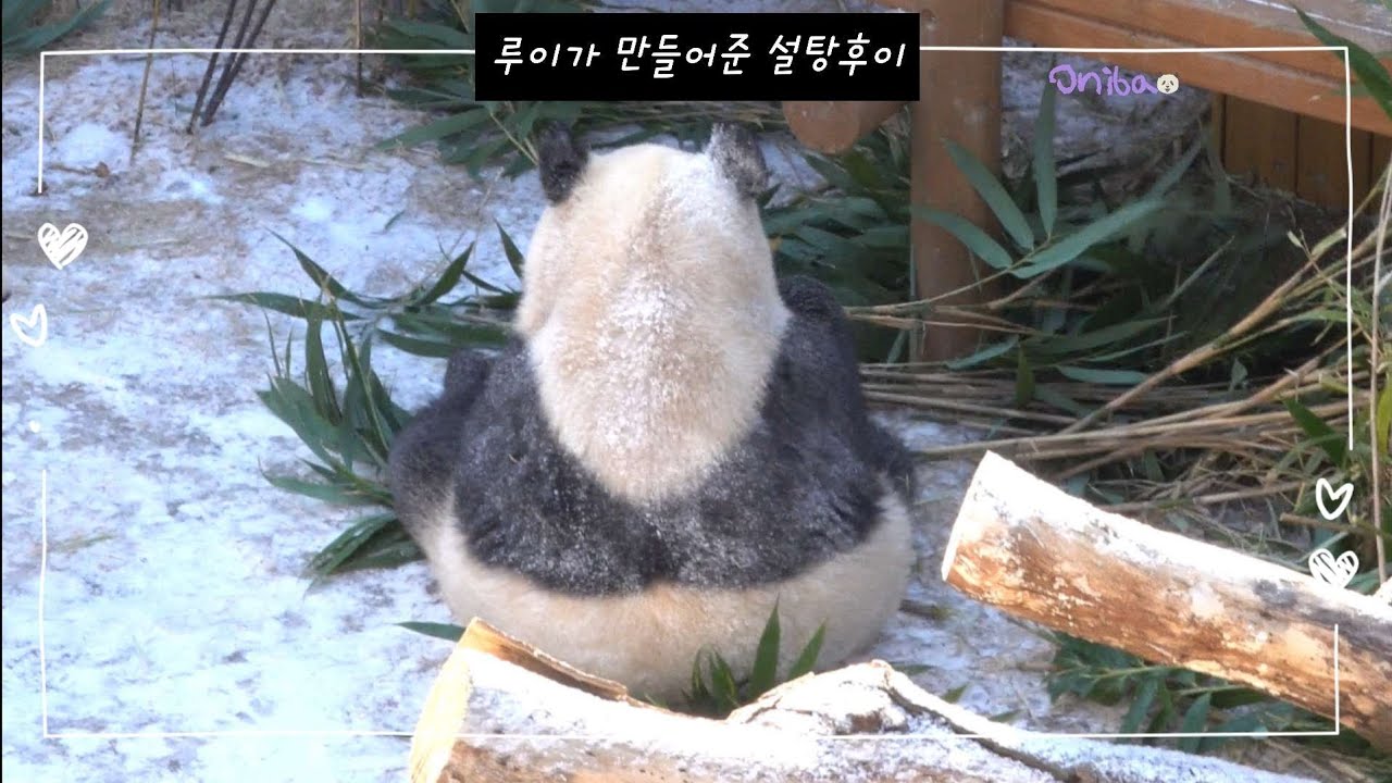 윈터 굿모닝 루이바오가 후이바오 설탕 제대로 묻혔다