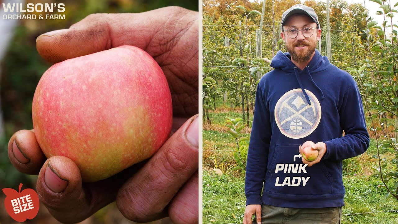 Pink Lady (Cripps Pink) Apples | Bite Size