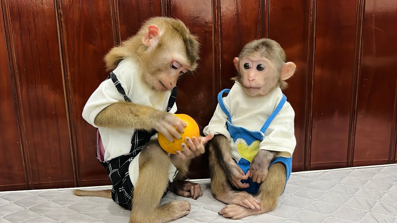 It was a wonderful moment when Tina the monkey shared her food with Xuka the monkey.