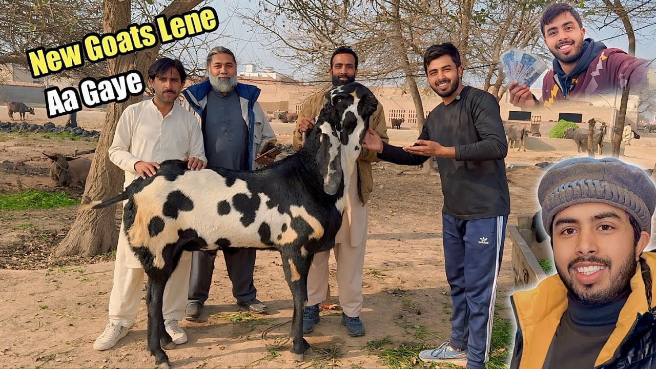 New Janwar Khreedne Sahiwal Aa Gaye 💰 800000 Ka Janwar Pasand Aa Gaya 💵