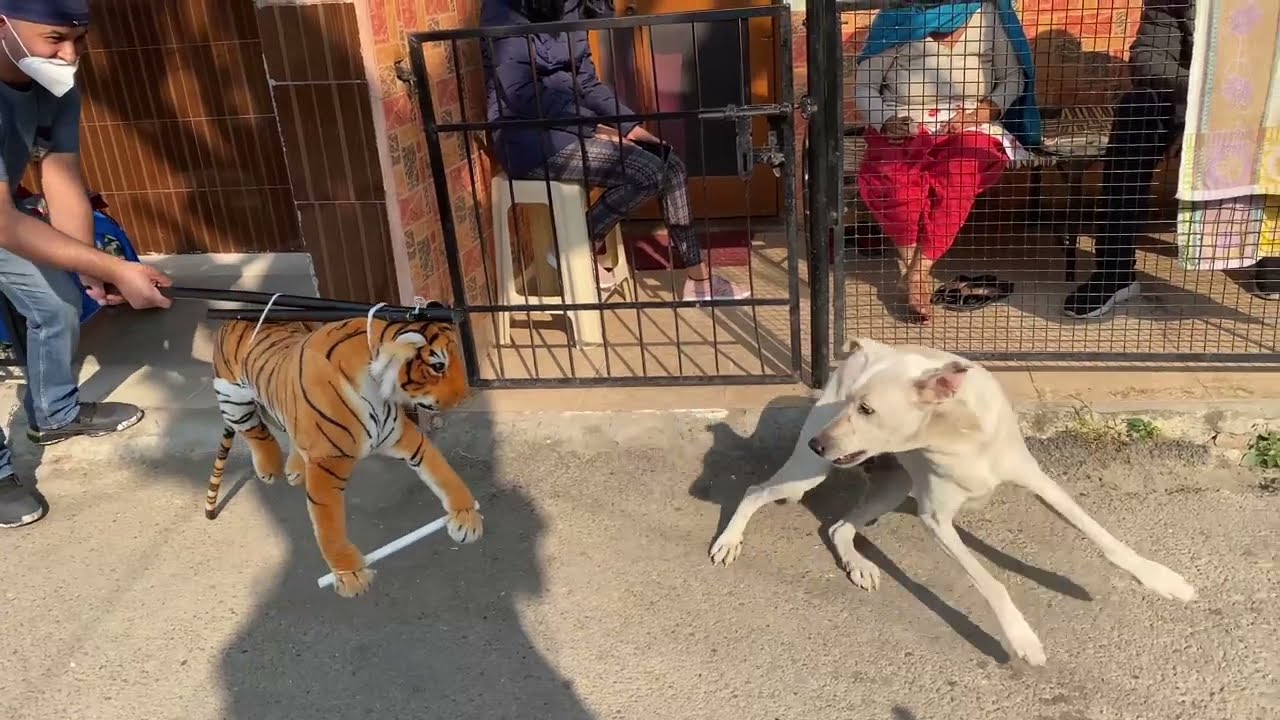 ASSUSTANDO CACHORROS COM TIGRE DE BRINQUEDO 😂| Fake Tiger Prank Dog   Scaring Dogs   Dog Prank