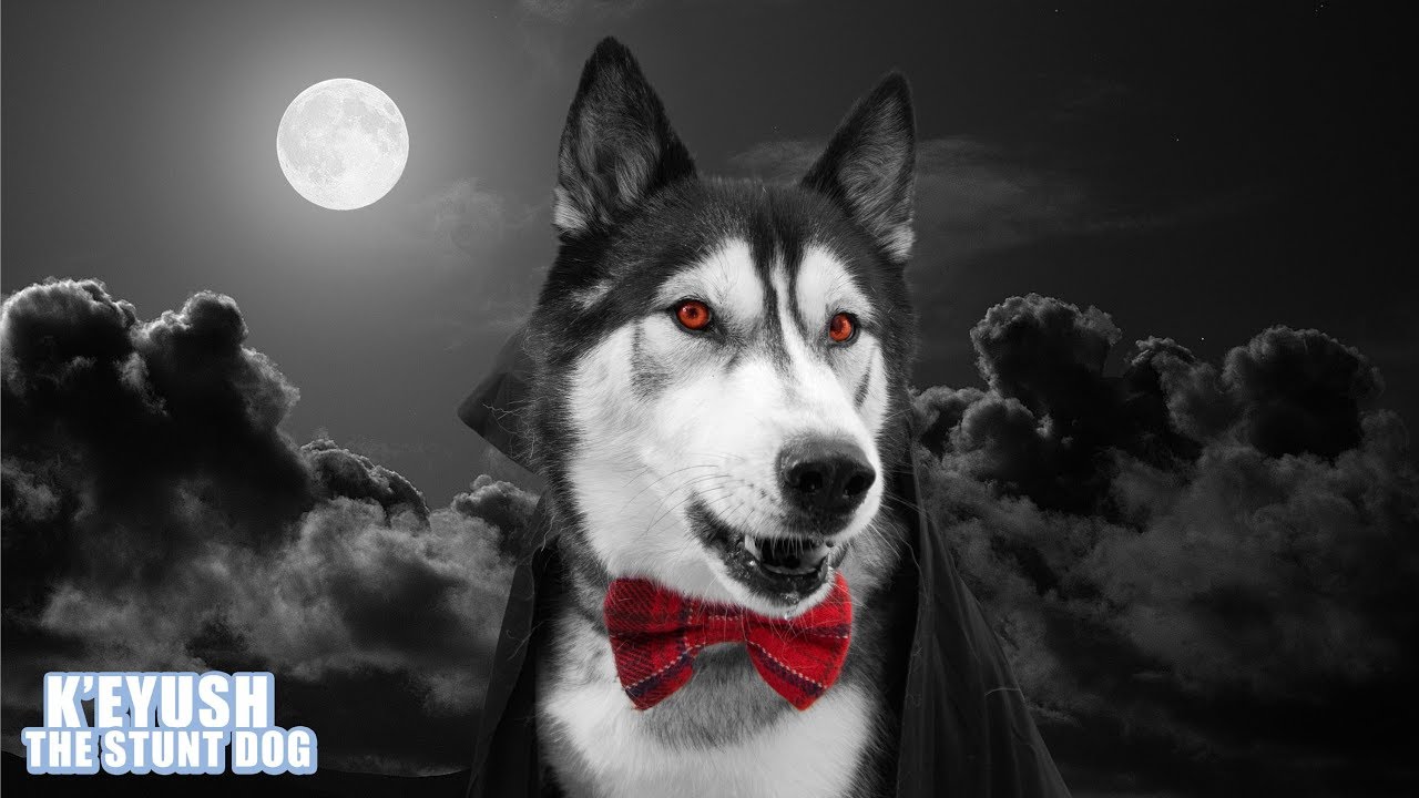Husky Tells Scary Ghost Story! | Spooky Storytime!