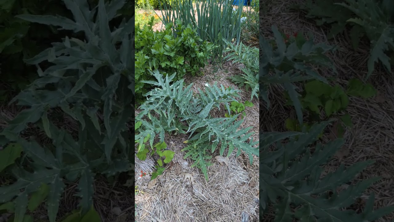 3 surprising crops you can grow in Ontario