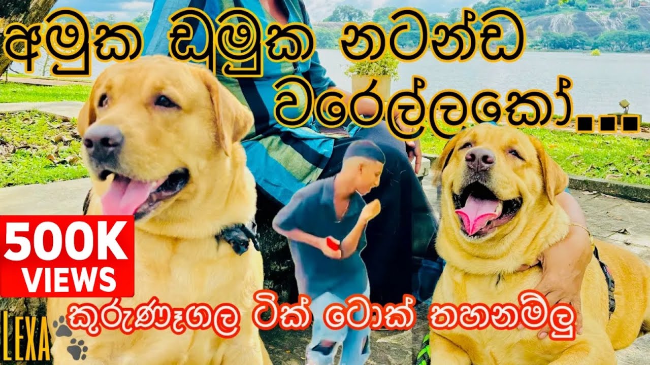 අමුක ඩුමුක නටමුදෝ../amuku dumuku damal dumal