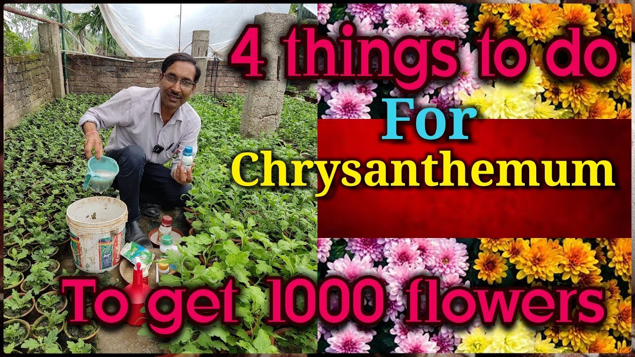 4 things to do for getting 1000 flowers in Chrysanthemum