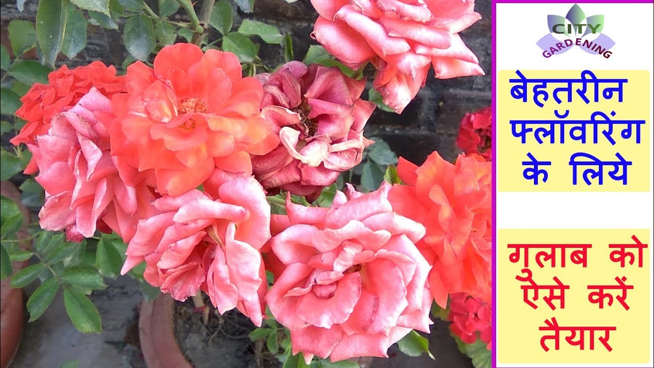 Preparing Rose plant for a super flowering/गुलाब को बेहतरीन फ्लॉवरिंग के  लिये ऐसे तैयार करें।