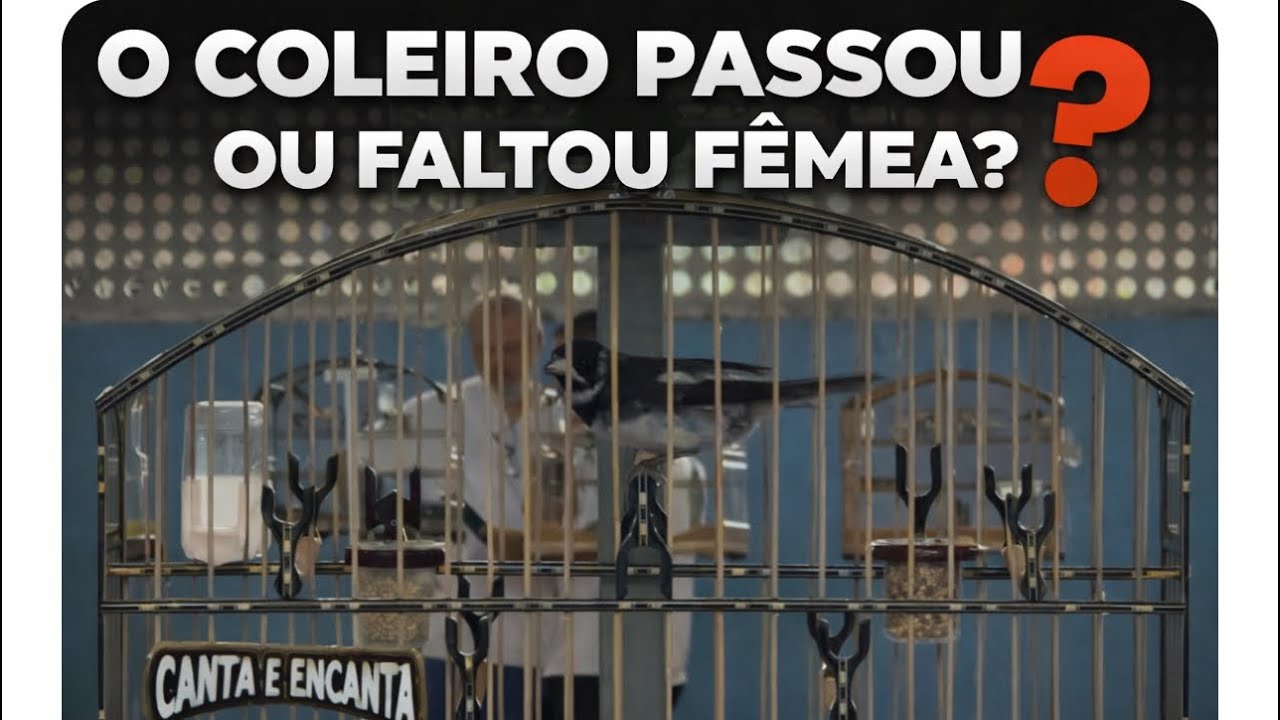 AQUELA DICA QUE TODO MUNDO DEVE SABER PRA TER RESULTADOS NO TORNEIO 🏆