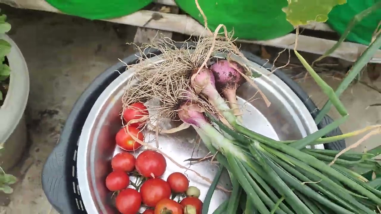 बहरलेली छतावरील गार्डन 🌺