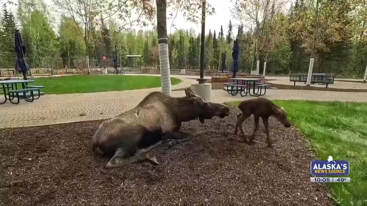 At the scene: Mama moose gives birth in front of Anchorage hospital