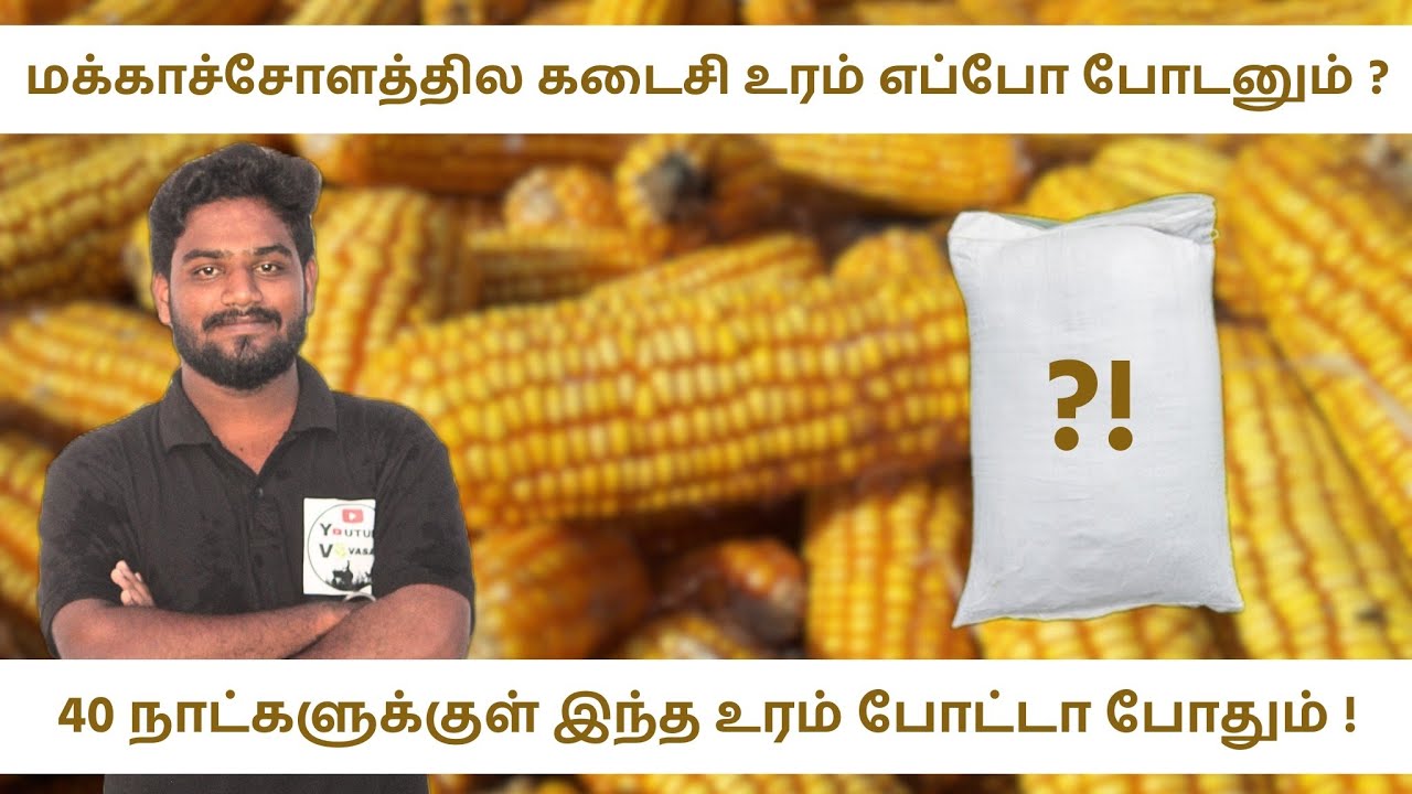 maize fertilizer -மக்காச்சோளத்துல கடைசி உரம் எத்தனை நாட்களில் போட வேண்டும்?