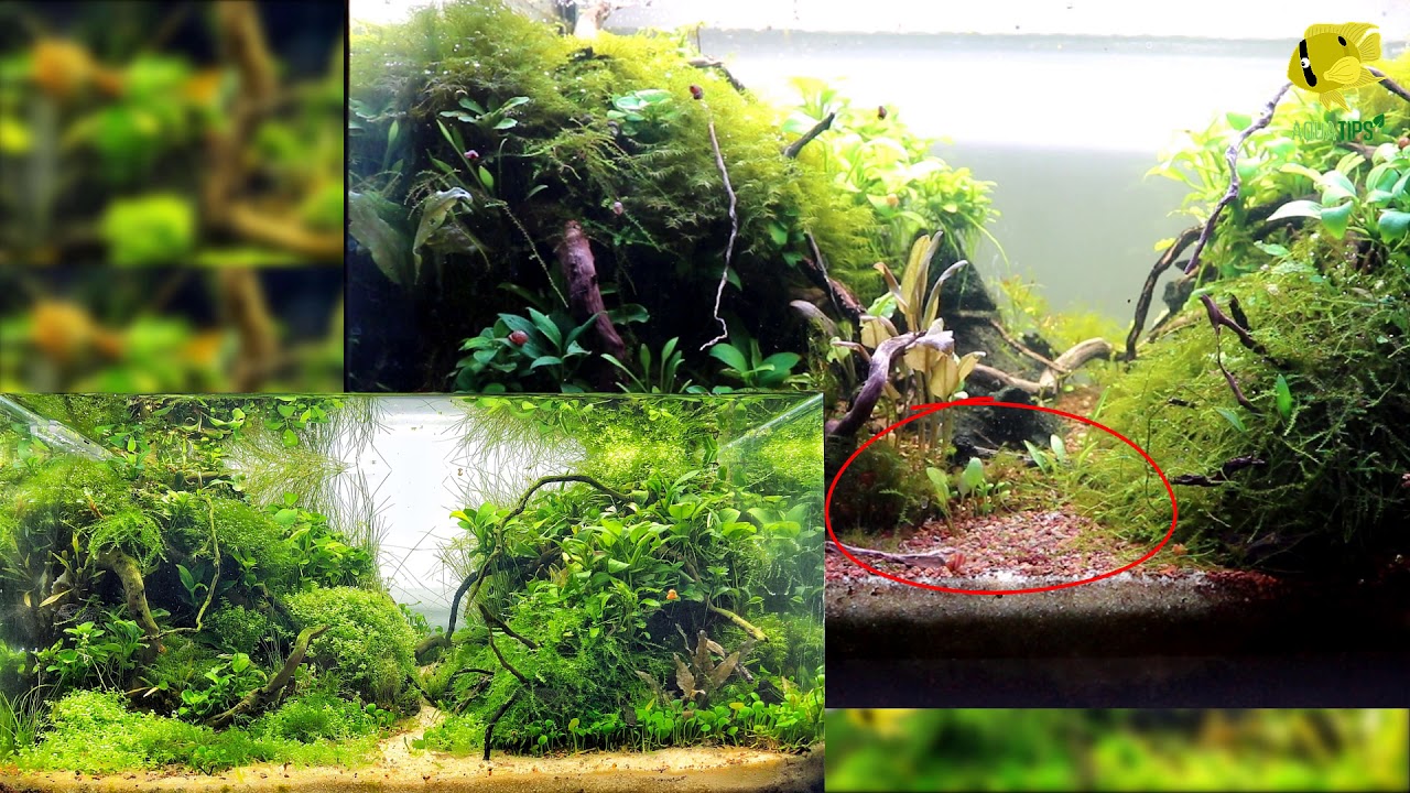 ESTO es lo que PASA cuando dejas OLVIDADO un ACUARIO PLANTADO || AquaTips