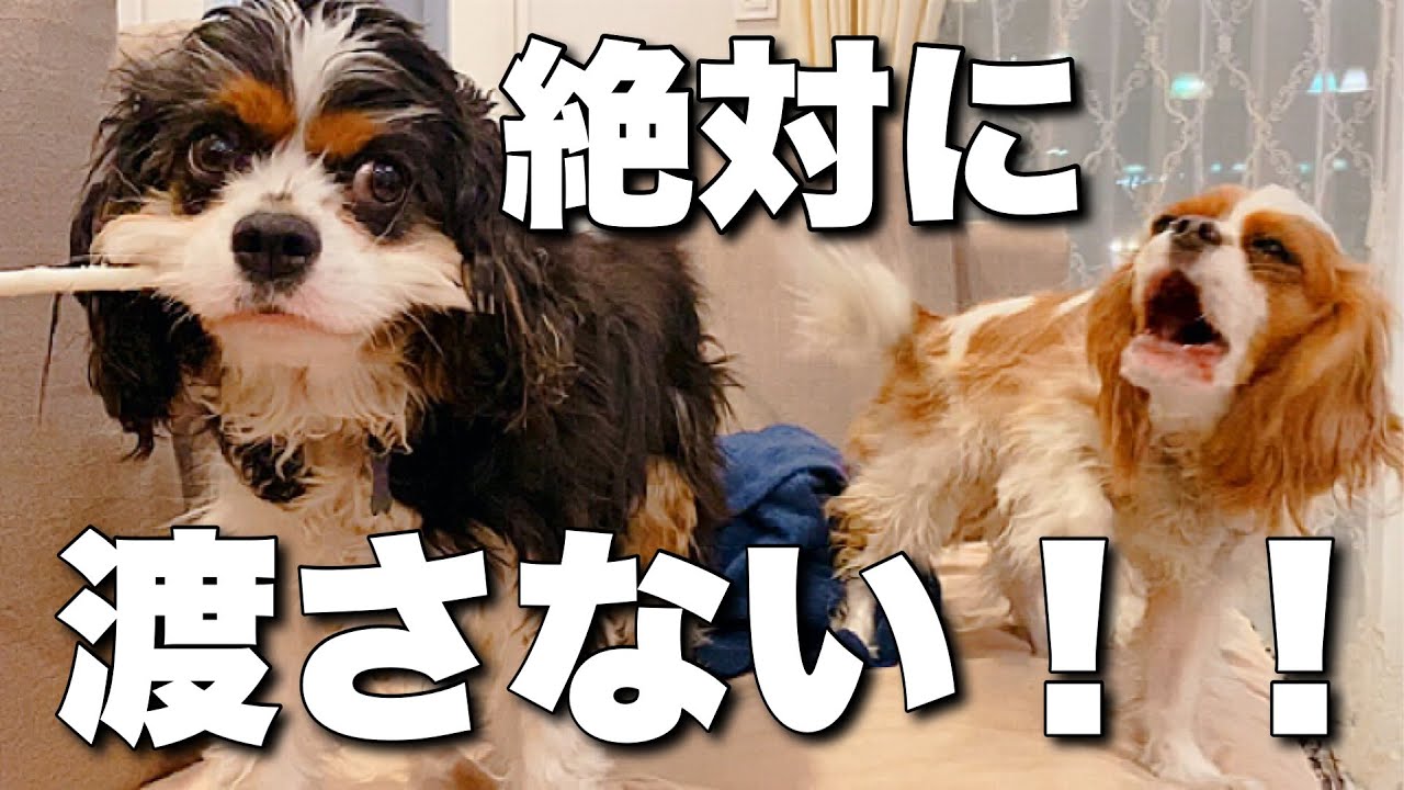 【キャバリア犬】ガムを独り占めして頑なに拒否するワンコが可愛い♪多頭飼い夫婦の日常風景