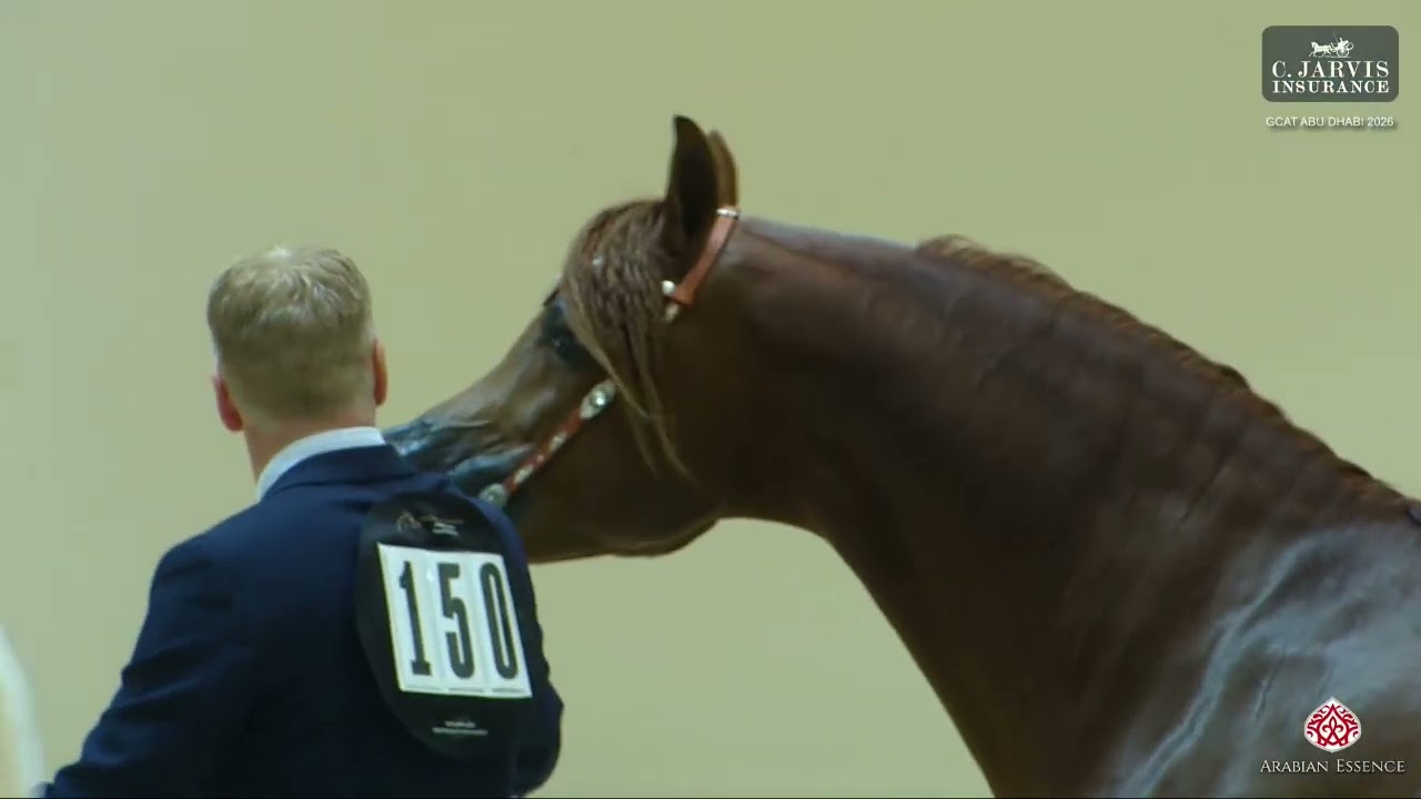 N 150 D SAFSOUF   GCAT Abu Dhabi 2026   Senior Stallions   Section A Class 6A