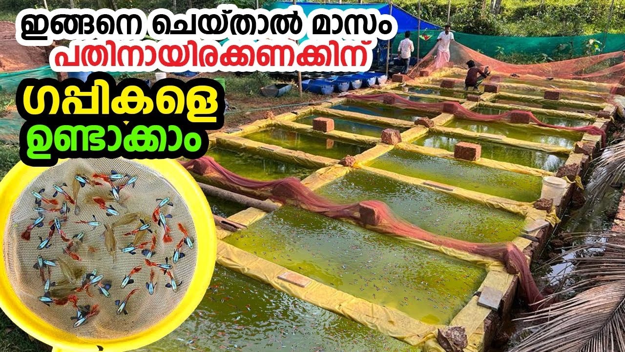 പതിനായിരക്കണക്കിന് ഗപ്പികളെ ഉണ്ടാക്കുന്ന കർഷകൻ 😳 Guppy farming India