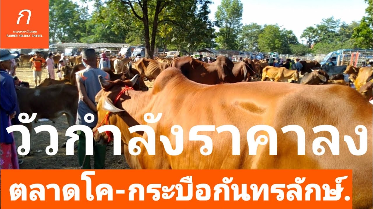ราคาวัวกำลังลง ตลาดวัวล่าสุด ตลาดวัวกันทรลักษ์  ตลาดวัวแยกการช่าง  วัวชโลเล่ วัวแม่สาว วัวผู้