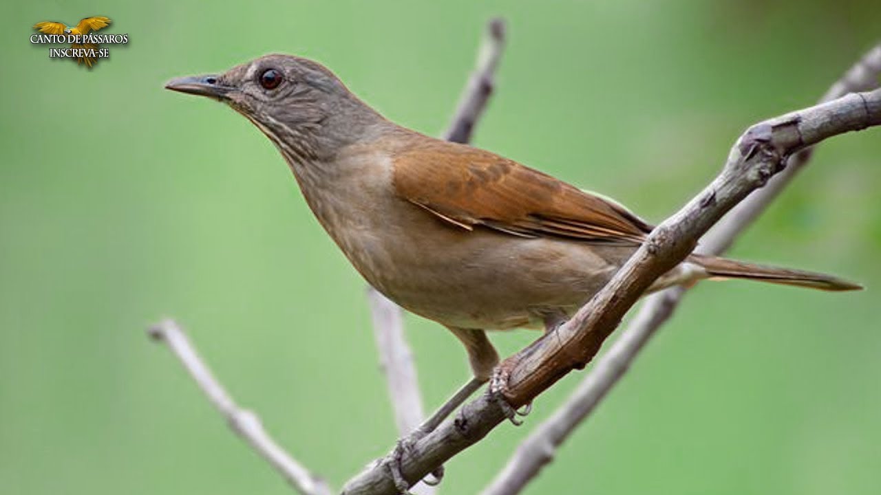 O CANTO DA SABIÁ BARRANCO ou Sabiá PARDA (Turdus leucomelas)
