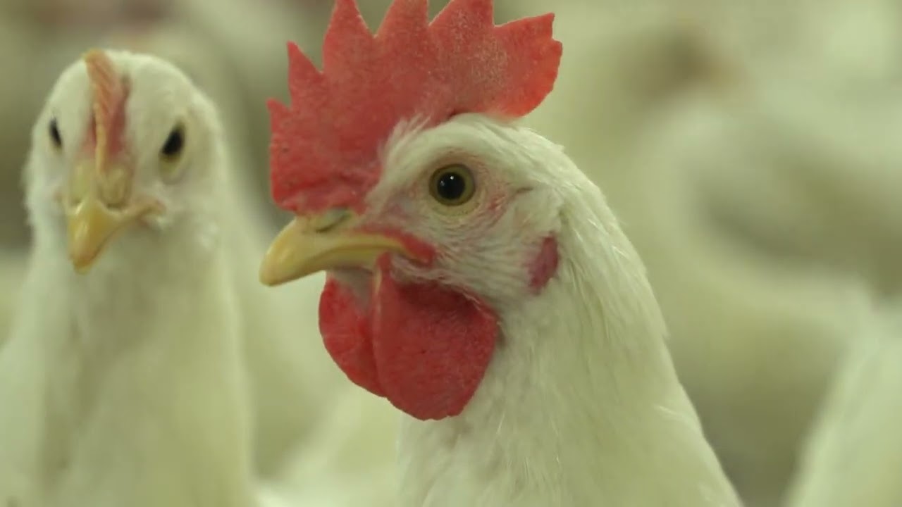 AGRO INFO | 21.10.2025 | TV Republika