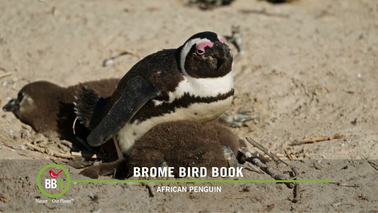 BBN S8:E01 - Cleaning Bird Feeders, Pecking Order, Penguins' IDs, Eurasian Collared-Dove