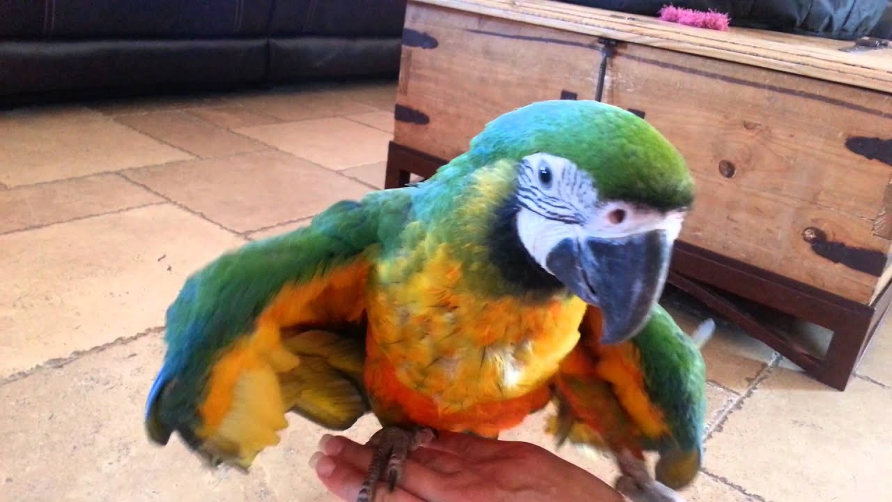 Baby Miligold Macaw