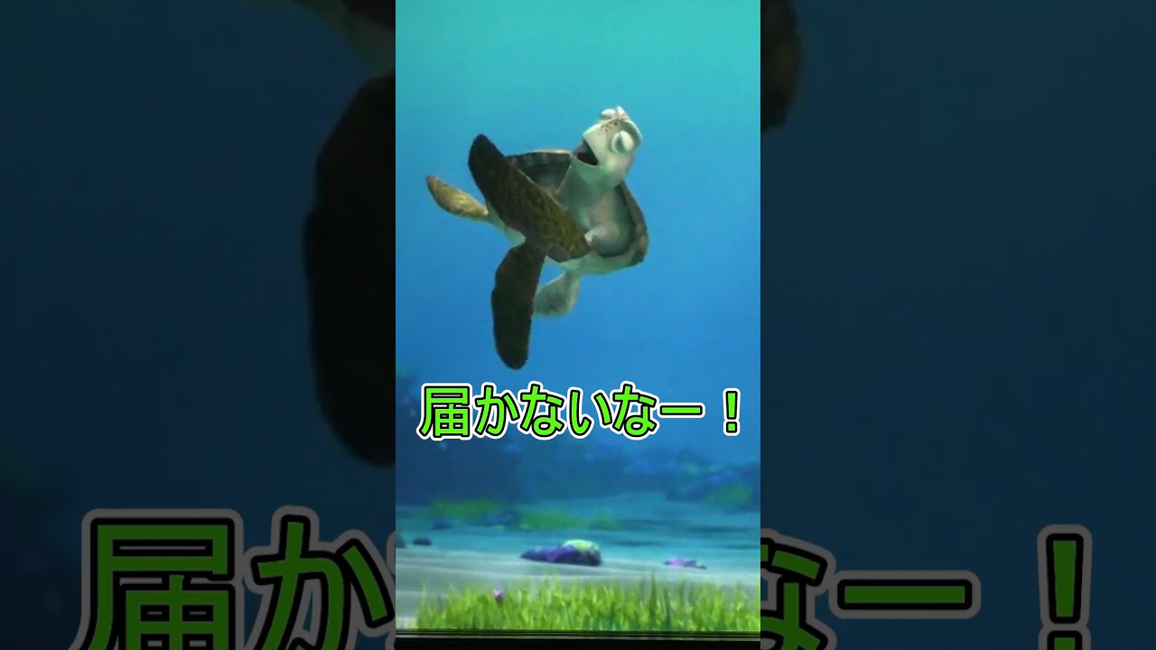 【ディエゴ】ヤバイ名前のゲストに動揺するクラッシュ【タートルトーク】 東京ディズニーシー