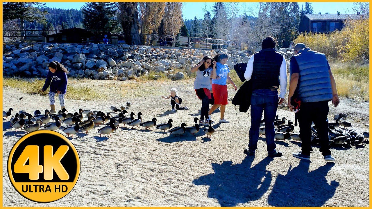 Rotary Pine Knot Park, Big Bear Lake (Feeding Ducks video) [4K]