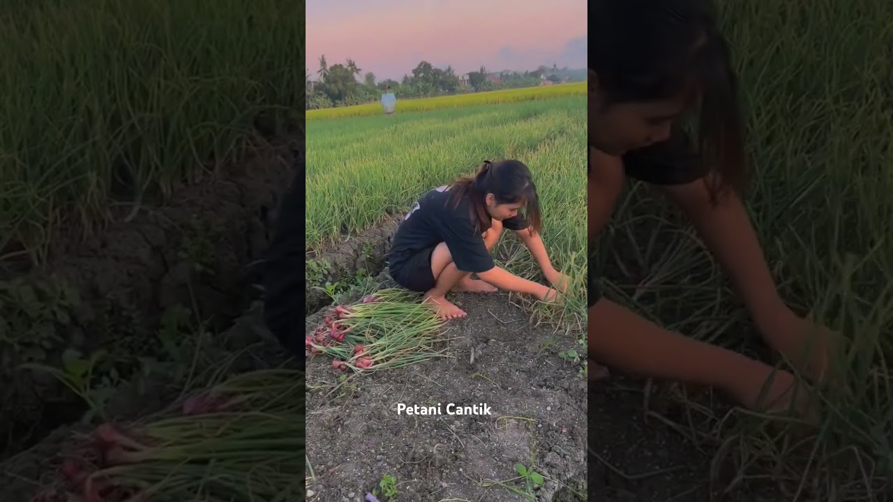 Petani Cantik Panen bawang merah #petani #petanimuda #shorts #bawangmerah #petanicantik