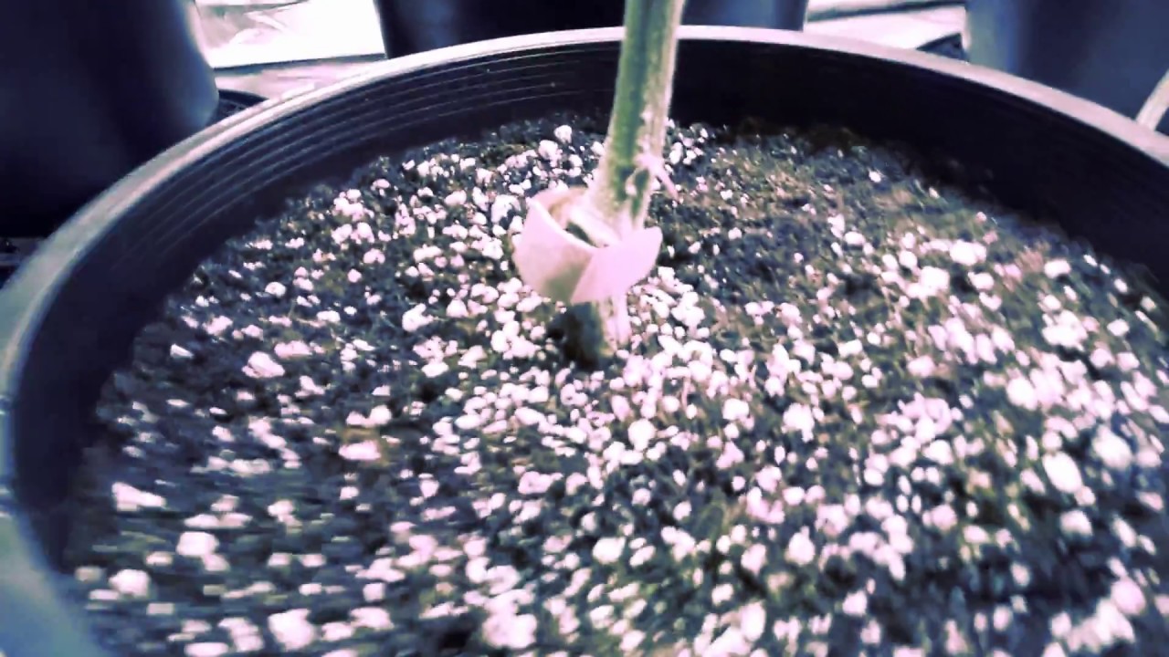 Vivosun 5x5 update veg tent viparspectra v300 Space Dust Mr. Cruz