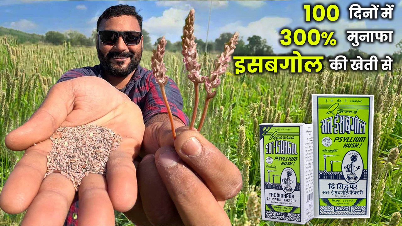 Isabgol ki kheti / भाव / इसबगोल खेती की जानकारी / Profitable farming agriculture business Price