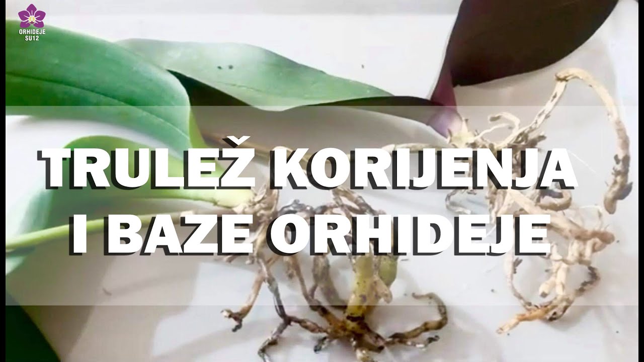 ORHIDEJE - Trulež korijenja i baze