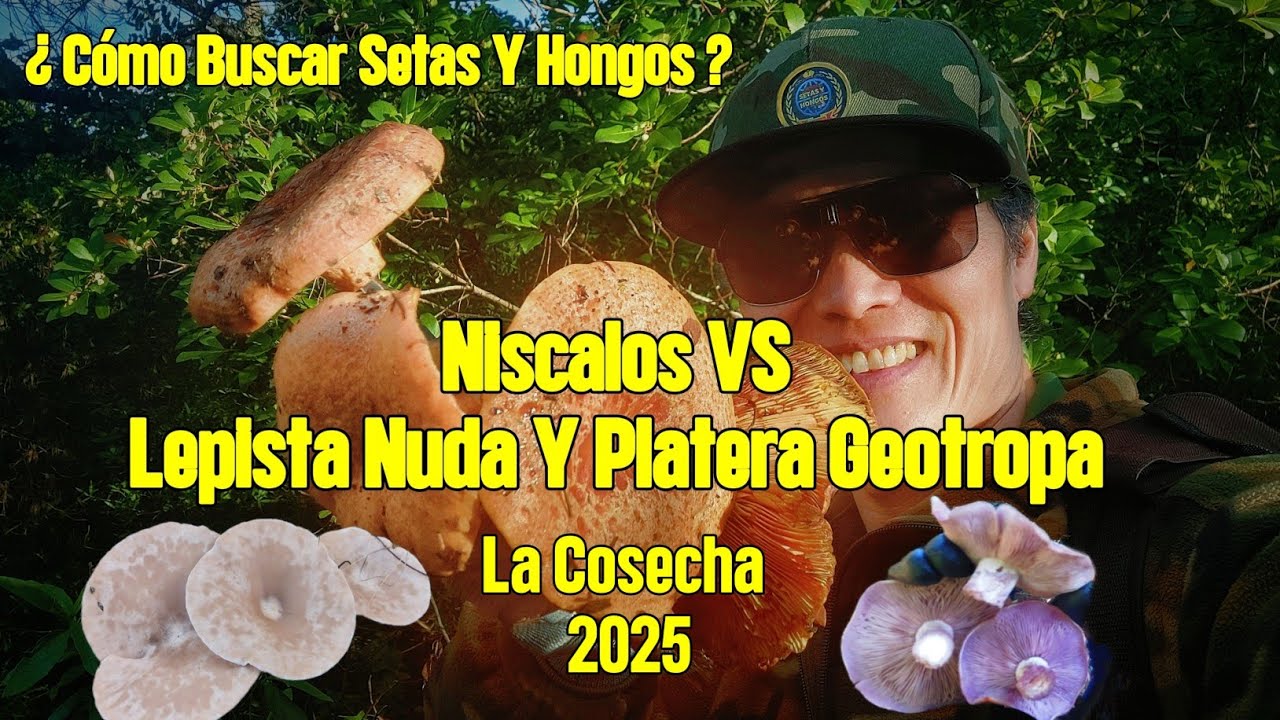 Niscalos VS Lepista Nuda Y Geotropa Platera 