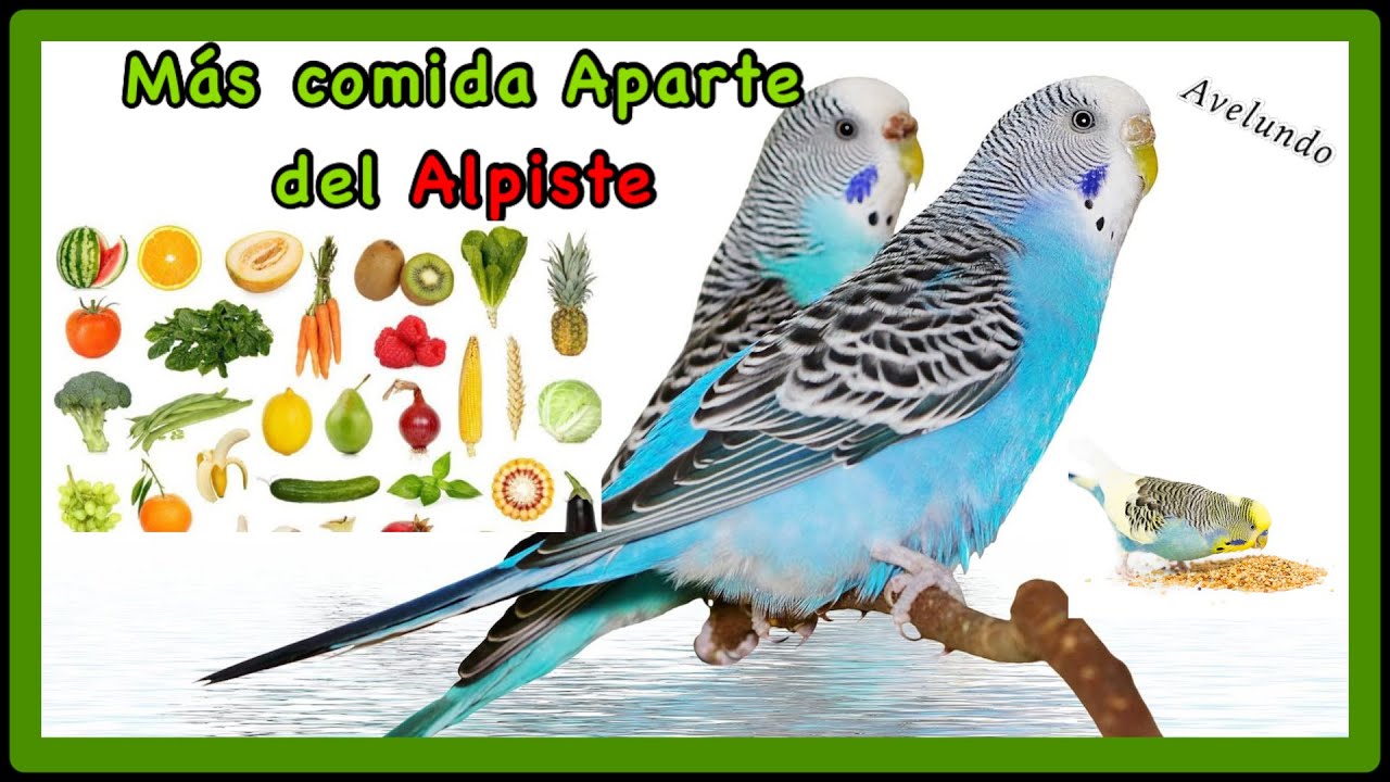 Que comen los PERIQUITOS Australianos aparte del ALPISTE