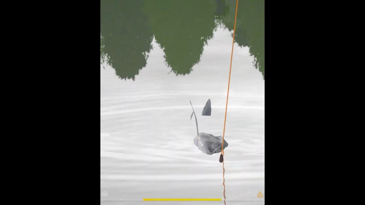 Trophy Russian Sturgeon 