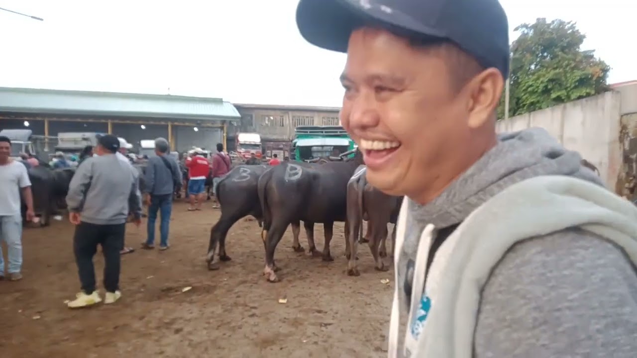 Tumumal uli ang kalabaw.(Jan. 30, 2026) #viralvedio #livestock #carabao #buffalo #animals 