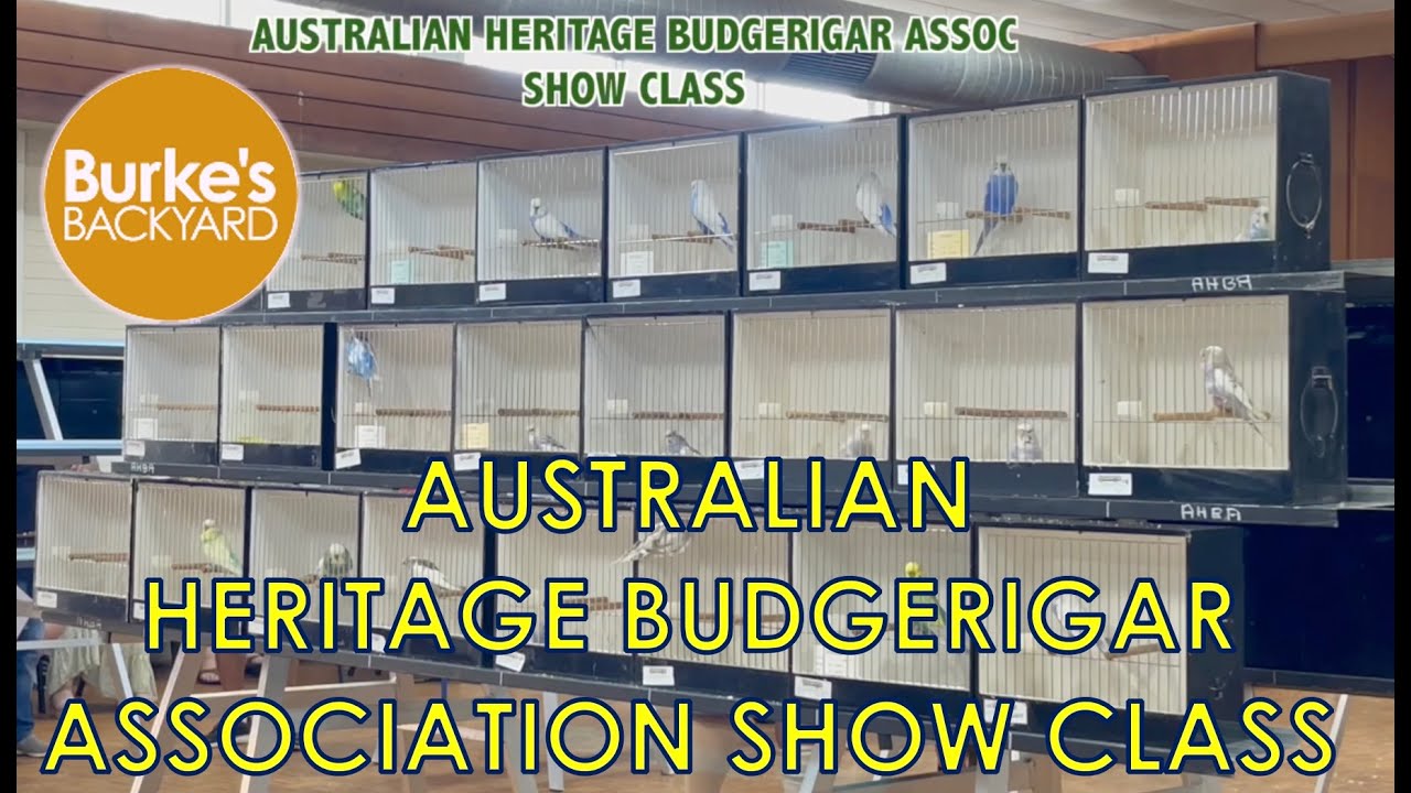 Newcastle Budgie Show AUSTRALIAN HERITAGE BUDGERIGAR CLASS & DISPAY BIRDS 2025 -HIGHLIGHTS VIDEO