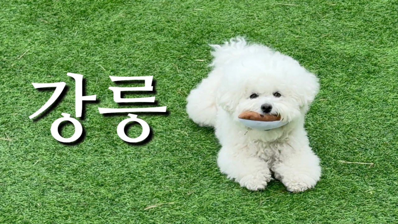 강릉 강씨 강아지와 9번째 강릉 여행 | 반려견 동반 숙소, 맛집 추천 | 애견 동반 여행 브이로그