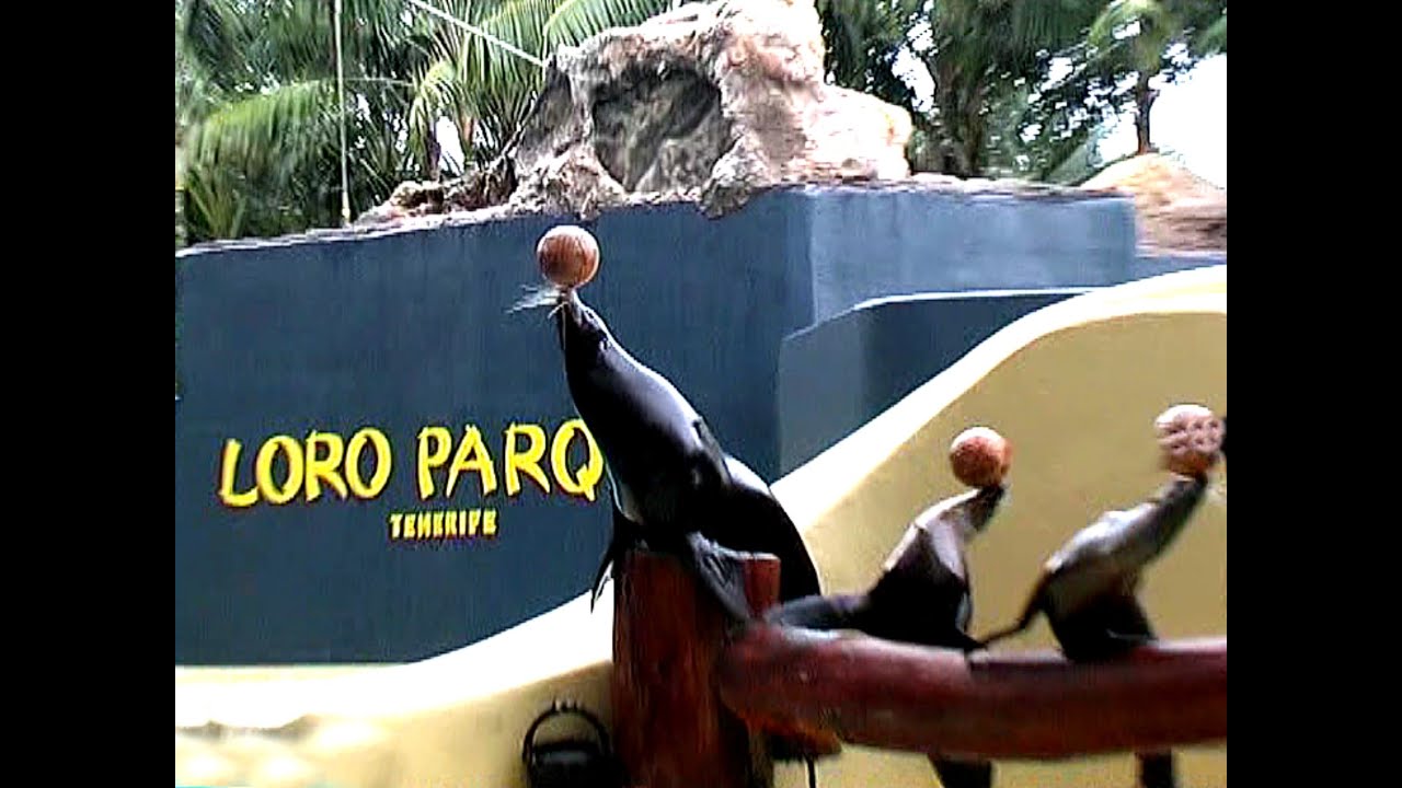 Teneriffa - Seelöwen Show - Loro Park